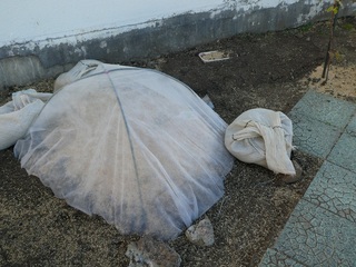 P1000181a.jpg