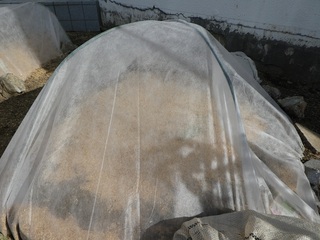 P1000183a.jpg