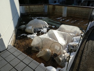 P1000186a.jpg