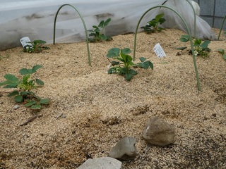 P1000336a.jpg