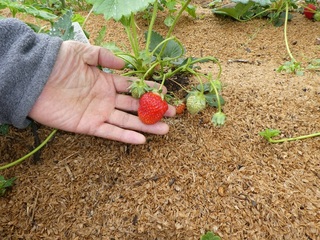 P1000355a.jpg