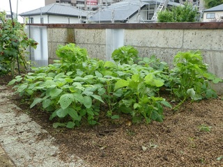 P1000496a.jpg