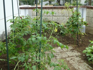 P1000498c.jpg