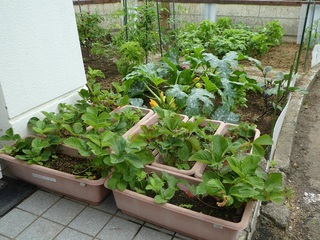 P1000499d.jpg