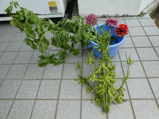 P1000554a.jpg