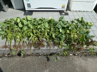 P1000619a.jpg
