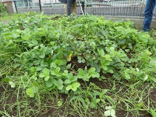 P1000645a.jpg