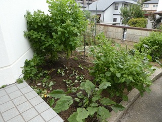 P1000650d.jpg
