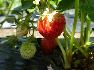 R1.5.16_1.jpg